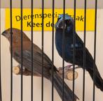 Koppel Braziliaanse blauwe bisschoppen