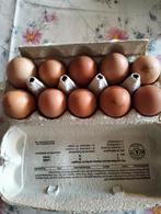 Te koop verse kippen eieren en ganzen eieren, Geslacht onbekend, Gans of Zwaan