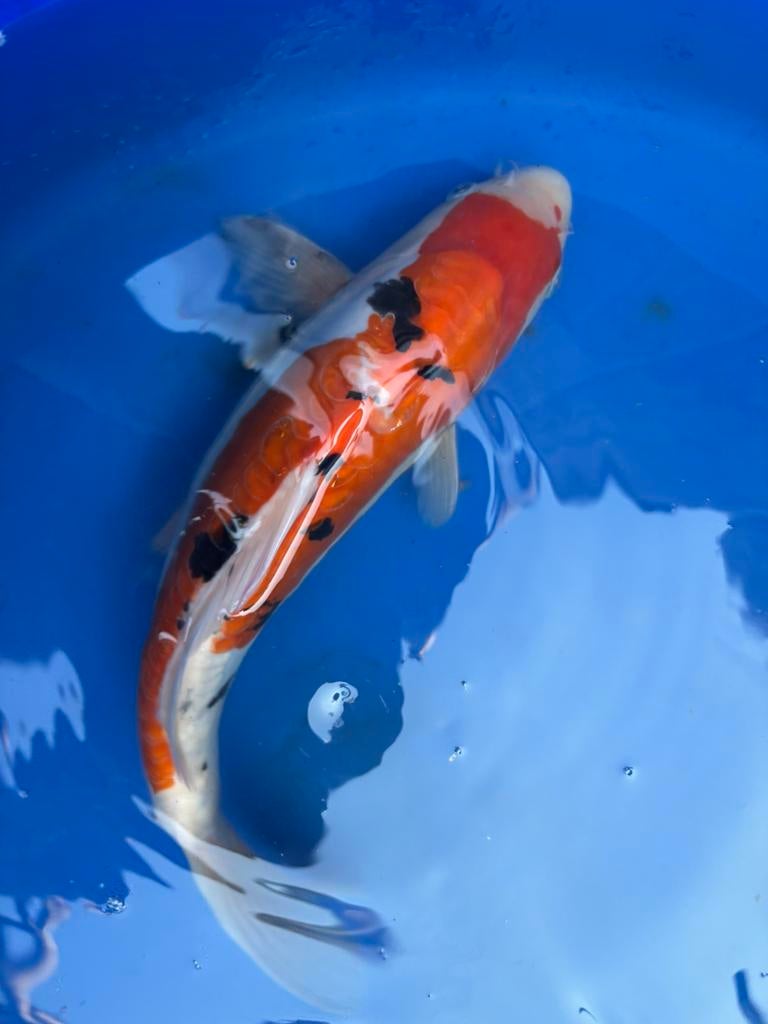 Doitsu sanke koikarper koi vis vissen vijver japans karper, Karper of Koi