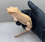 Wimpergekko man  100% phantom 1.0, Dieren en Toebehoren, Reptielen en Amfibieën