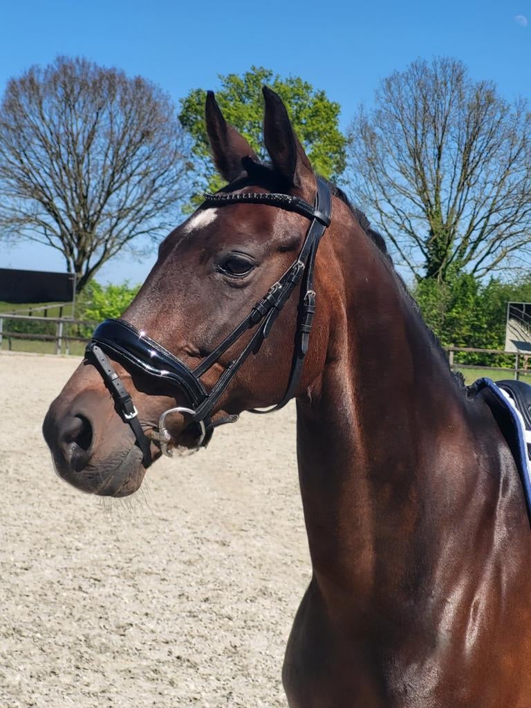 Dressuurpony E-pony, Dieren en Toebehoren, Pony's, Met stamboom, Dressuurpony, M, 11 jaar of ouder