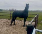 Friese twentermerrie, Dieren en Toebehoren, Merrie, Met stamboom, 0 tot 2 jaar