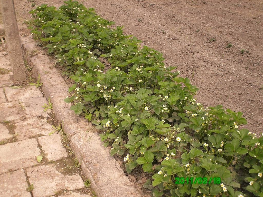 aardbeien, Volle zon, Vaste plant, Ophalen of Verzenden, Zomer