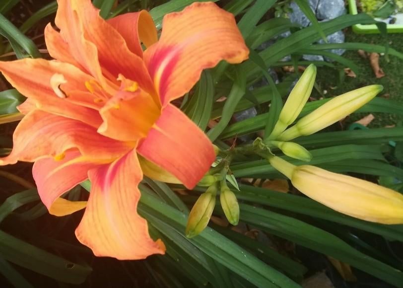 1 dags lelie, Ophalen, Volle zon