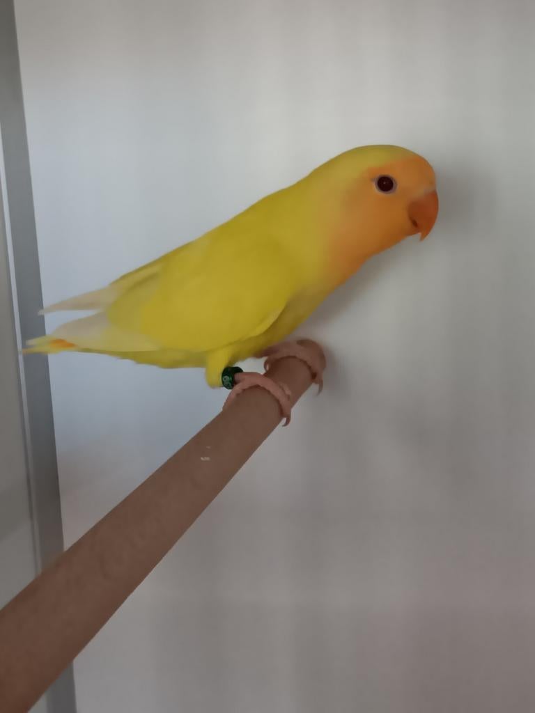 JONGE AGAPORNIS ROSEICOLLIS OM ZELF TAM TE MAKEN, Geslacht onbekend, Dwergpapegaai of Agapornis, Geringd