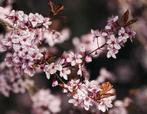 ACTIE, Prunus ceracifera, kerspruim, Ophalen of Verzenden, Lente, Volle zon, Bolboom