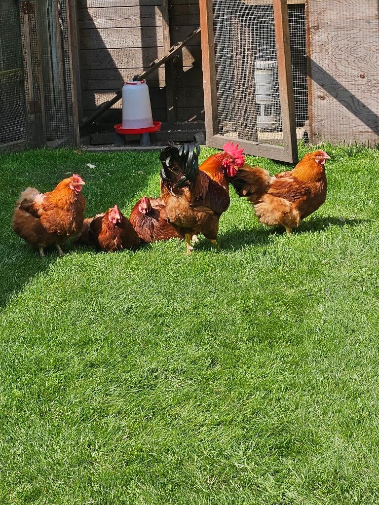 kuikens, new hampshire., Dieren en Toebehoren, Meerdere dieren, Kip