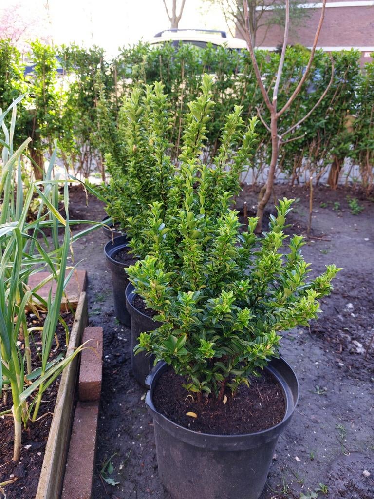 7 Green Spire planten, Ophalen, Overige soorten, Minder dan 100 cm