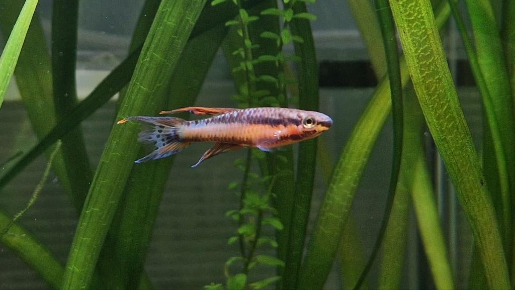 Killivissen, aphyosemion celiae, bivittatum, gabunense, Vis