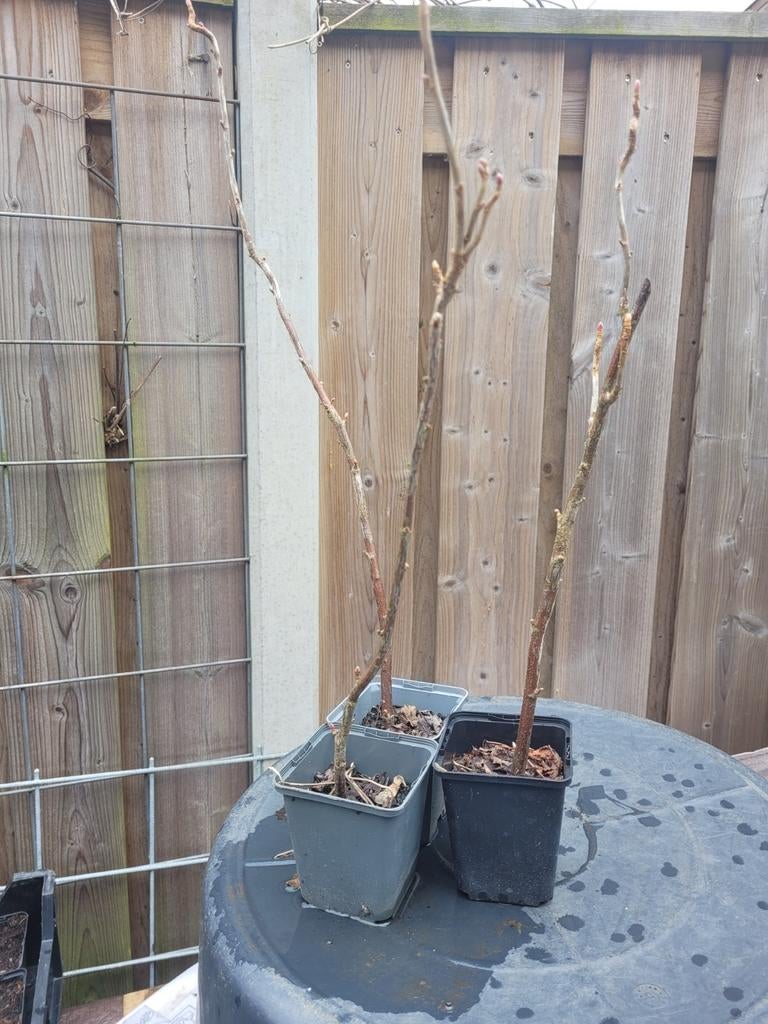 Zwarte bes biologisch, Tuin en Terras, Planten | Tuinplanten, Ophalen, Eenjarig, Groenteplanten, Volle zon