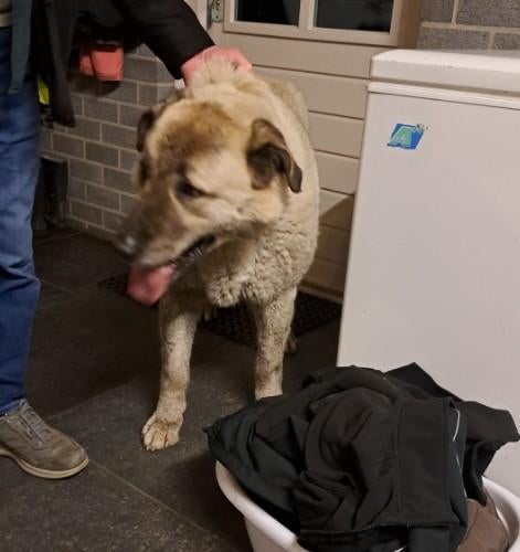 gevonden wie is zijn hond kwijt, Mannelijk, Overige soorten