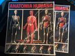 Anatomia Humana diverse (60s en 70s, Serima Badalona), Ophalen of Verzenden, Overige typen