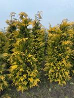 Gele haagconiferen., Ophalen of Verzenden, Overige soorten, 100 tot 250 cm