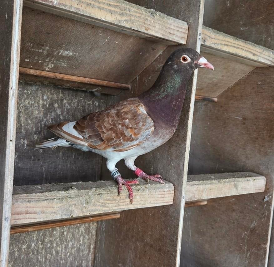 Choco duivin, Vrouwelijk, Postduif