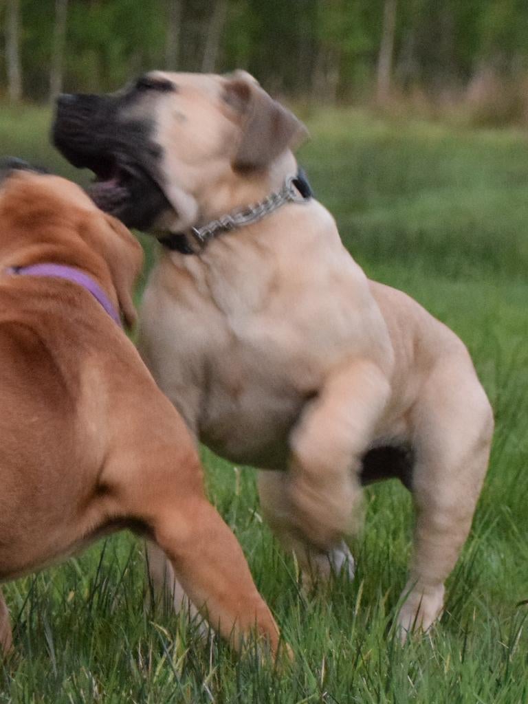 Boerboel Teefje, Dieren en Toebehoren, 15 weken tot 1 jaar, Overige rassen, Teef, Parvo