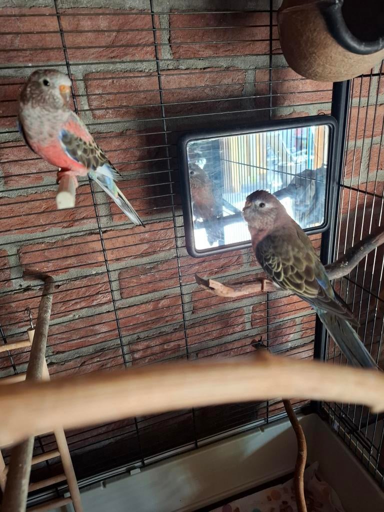 Tekoop koppel onverwante burks parakiet, Dieren en Toebehoren, Vogels | Parkieten en Papegaaien, Meerdere dieren, Parkiet