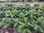 4 jarig kerstbomen plantgoed., Volle zon, Ophalen, Overige soorten, Bloeit niet