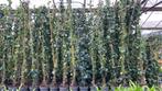 Goedkoopste Hedera/klimop 80/100 tot 175/200, Ophalen, Overige soorten, Haag, 100 tot 250 cm