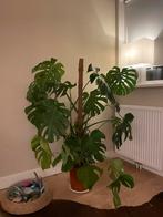 Grote Monstera Deliciosa - Kamerplant met mosstok, Ophalen, 100 tot 150 cm, Overige soorten, Halfschaduw