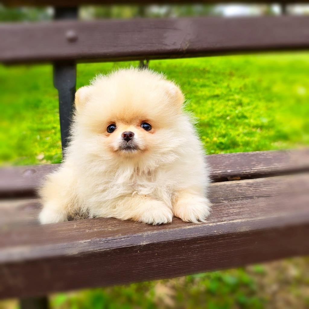 Pomeriaan pups, Dieren en Toebehoren, Honden | Poolhonden, Keeshonden en Oertypen, Particulier, Keeshond, 15 weken tot 1 jaar