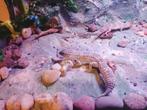 Twee vrouwelijke luipaardgekko's + terrarium 83x52x41, Hagedis, 0 tot 2 jaar