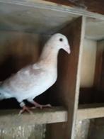 Jonge schoonheid postduiven, Meerdere dieren, Postduif