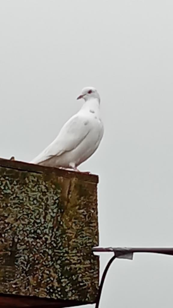 sierduiven, Dieren en Toebehoren, Meerdere dieren, Overige soorten