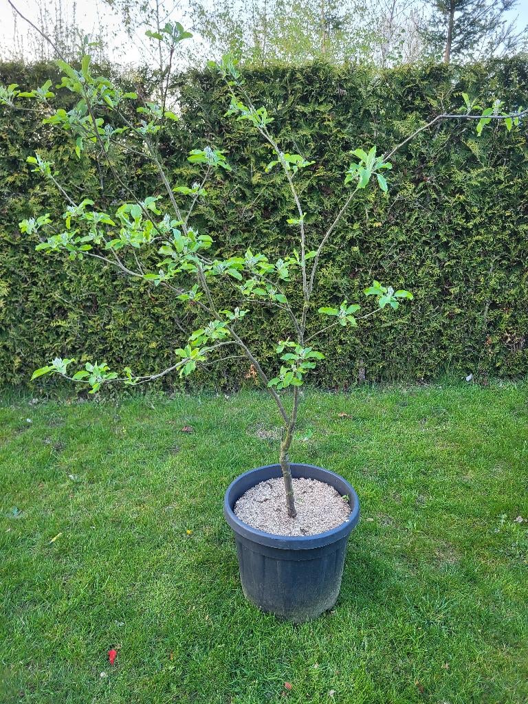 Appelboom, Ophalen, Lente, Volle zon, In pot