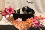 Malitpoo pup zoekt warm thuis, Poedel, HCC (leverziekte), 8 tot 15 weken, Meerdere
