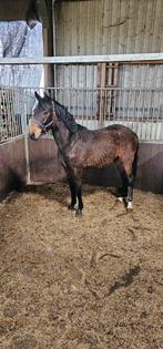 Te koop jonge paarden, Dieren en Toebehoren, Paarden, Minder dan 160 cm, Niet van toepassing, Dressuurpaard, 0 tot 2 jaar