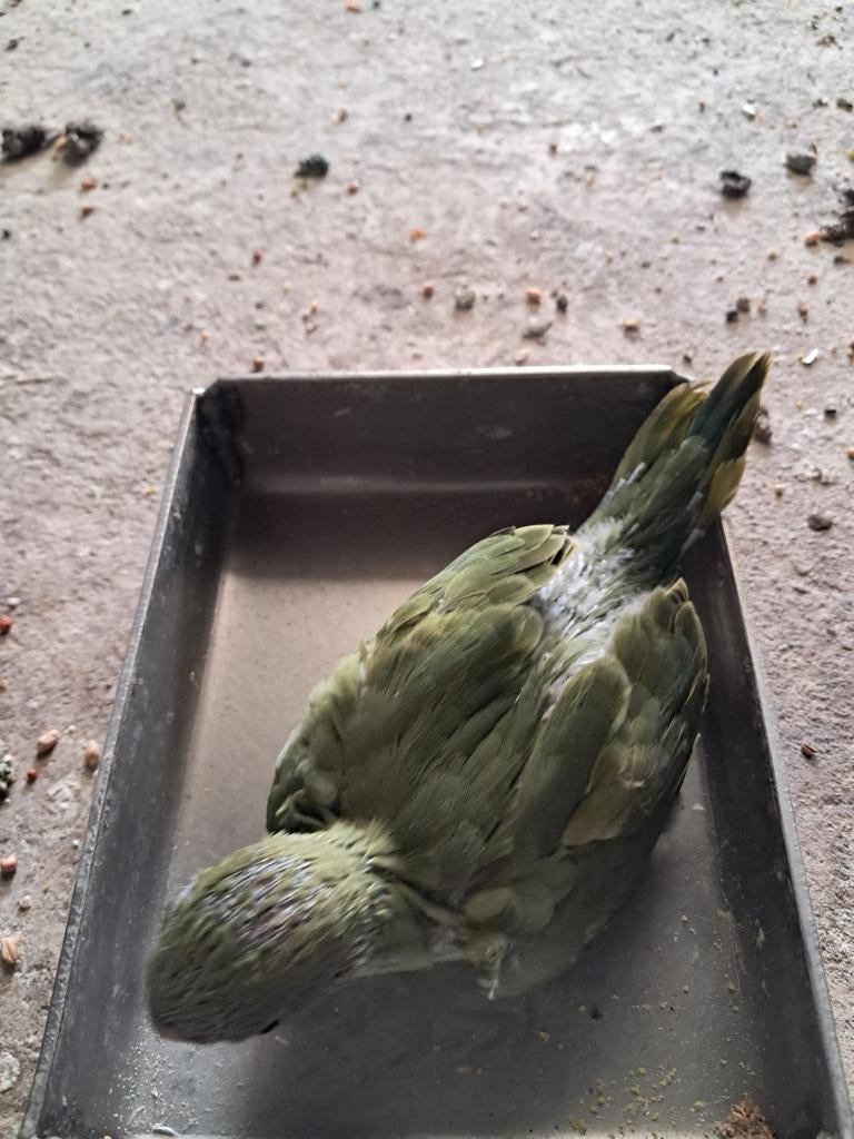1x groen violet halsbandparkiet, Dieren en Toebehoren, Vogels | Parkieten en Papegaaien, Geslacht onbekend, Parkiet, Geringd