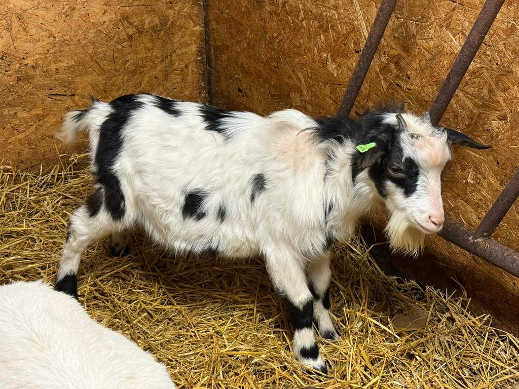 Te koop mooie bonte dekbok, Dieren en Toebehoren, Mannelijk, Geit, 0 tot 2 jaar