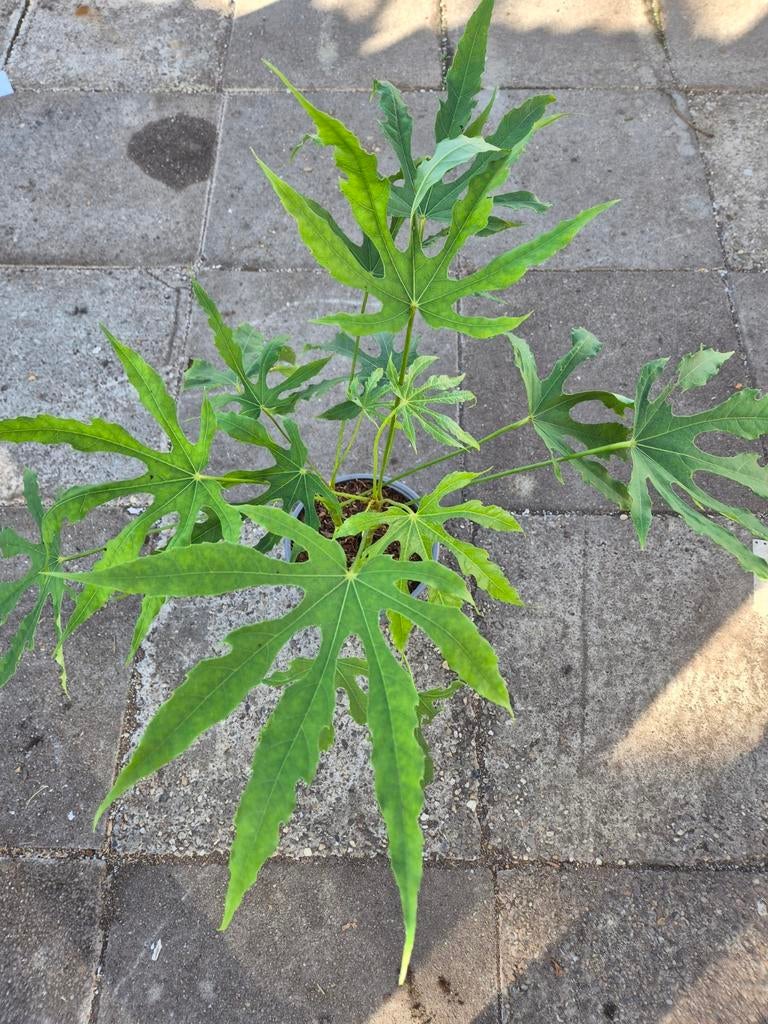 Fatsia polycarpa Green Fingers p21 (3)