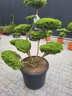Ilex crenata "Convexa" Bonsai 80-100, Halfschaduw, Overige soorten, Lente, Minder dan 100 cm