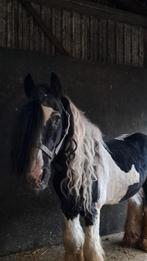 Nomen nescio hengst 19 jaar, Hengst, Onbeleerd, E pony (1.48m - 1.57m), 11 jaar of ouder