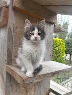 Maine Coon kittens, Meerdere dieren, Gechipt