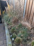Siergrassen gratis af te halen, Ophalen, Volle zon, Vaste plant, Siergrassen