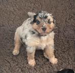 Australische herder, australian shepherd blue merle pup, Parvo, 8 tot 15 weken, Teef, Meerdere