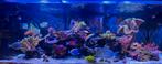 Kompleet zeeaquarium, Dieren en Toebehoren, Vissen | Aquaria en Toebehoren, Ophalen, Gevuld zeewateraquarium