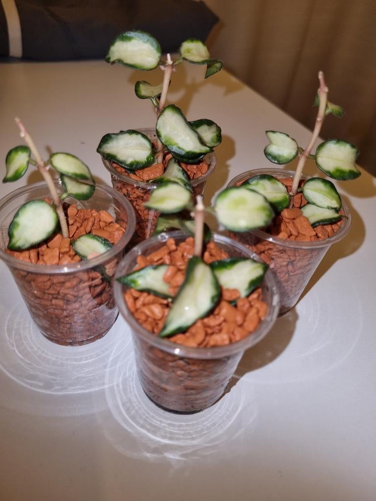 Hoya lacunosa tricolor bruno, Ophalen of Verzenden, Halfschaduw, Minder dan 100 cm