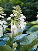 Hosta Elegans, Ophalen, Halfschaduw