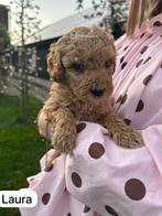 Schattige bruine Labra Doodle x Australian Labra Doodle, 8 tot 15 weken, Parvo, Meerdere, Meerdere dieren