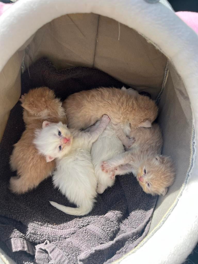 Puur perzische kittens