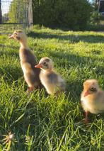 Kuikens/ indische loopeenden, Meerdere dieren, Eend