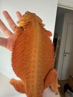 Baardagaam. Monster visual witblits, Dieren en Toebehoren, Hagedis, 0 tot 2 jaar
