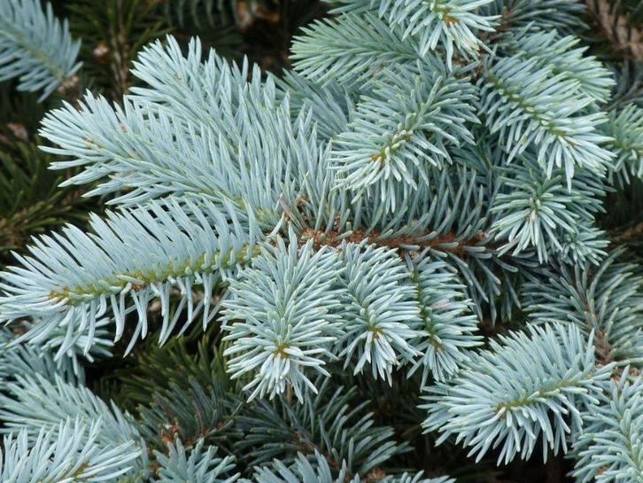 **ACTIE** Picea pungens glauca, Tuin en Terras, Planten | Struiken en Hagen, Struik, Overige soorten, Minder dan 100 cm, Ophalen of Verzenden