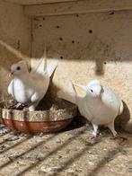 Hoogvligers, Dieren en Toebehoren, Vogels | Duiven