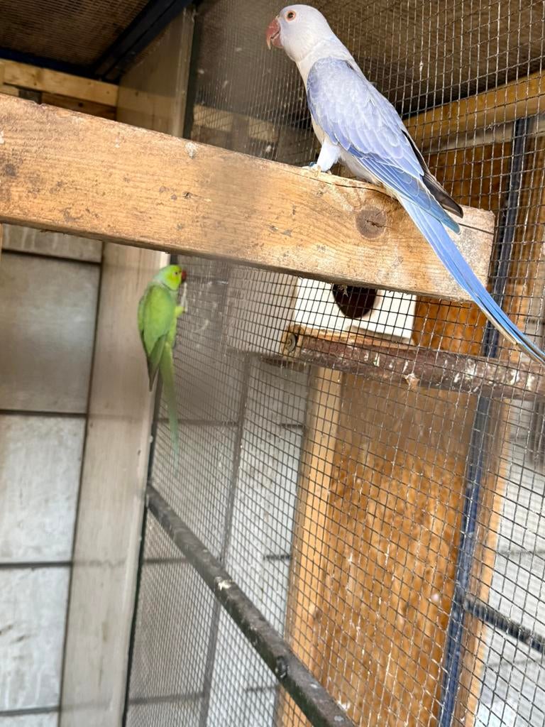 Halsband parket Bewezen koppel, Meerdere dieren, Geringd