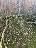 Takken van magnolia en hazelaar, Overige soorten, Lente, 100 tot 250 cm, Ophalen