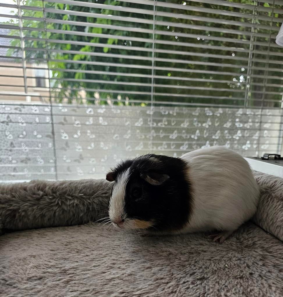 Mannelijke cavia's, Dieren en Toebehoren, Knaagdieren, Cavia, Mannelijk, Tam, September